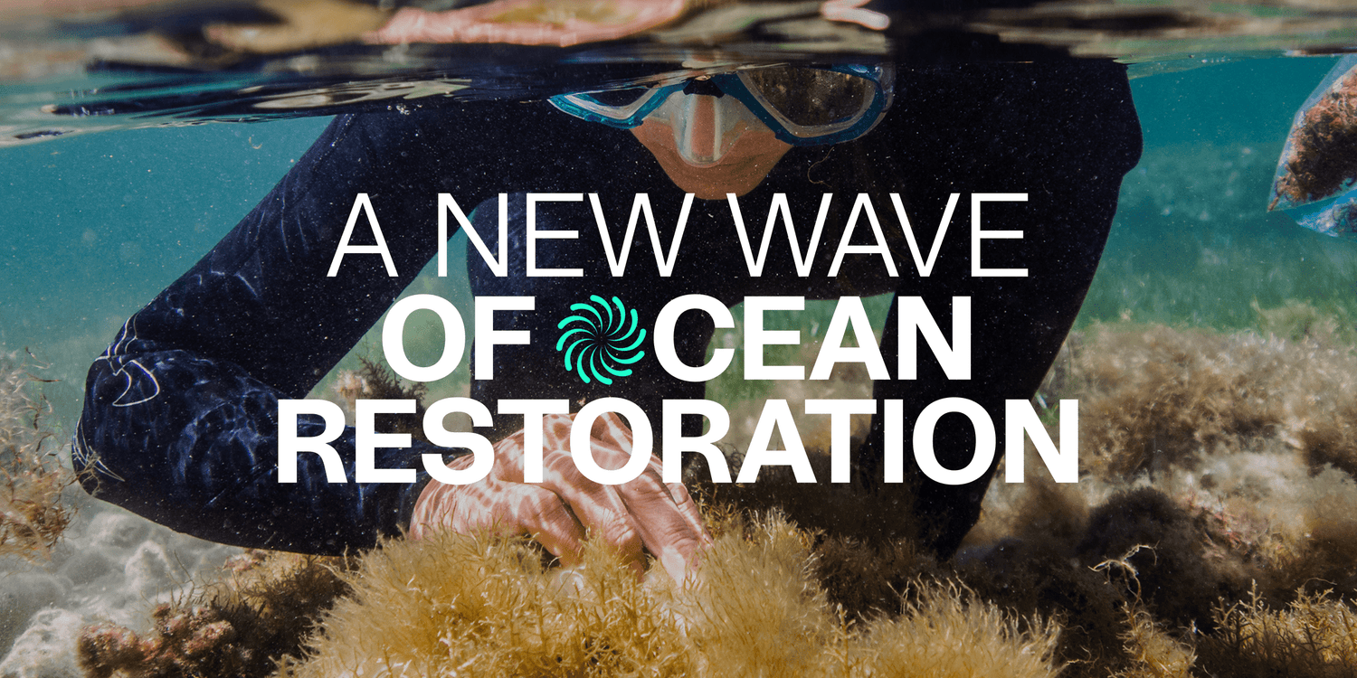 Ocean Bottle x Seatrees